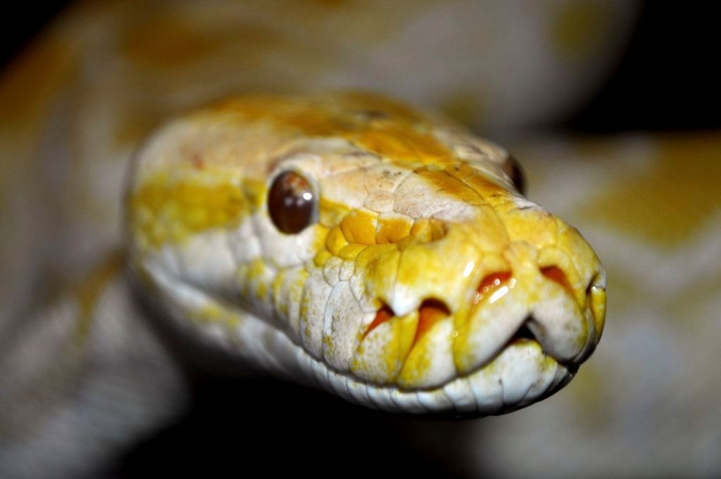 Python: Not The Snake